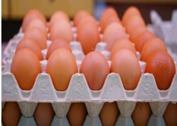 شعبة الدواجن: 5 تجار يسيطرون على مستلزمات الإنتاج بالسوق.. فيديو