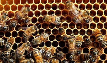 طبيبة بيطرية: النحل يشرب الخمر