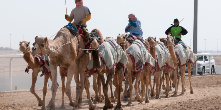 انطلاق سباق الهجن التنشيطي بالعلمين بمشاركة 700 جمل.. اليوم
