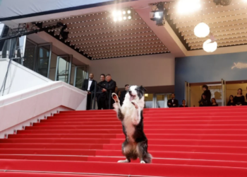 الكلب ميسي يلفت الأنظار على السجادة الحمراء لمهرجان كان