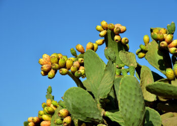 أستاذ مناعة: التين الشوكي أفضل علاج فعال للغضاريف