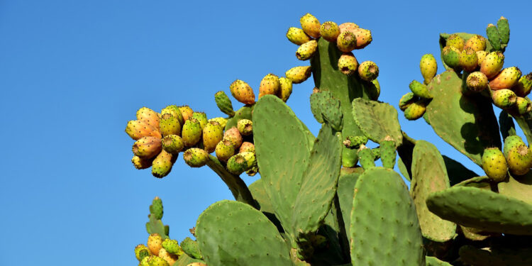 أستاذ مناعة: التين الشوكي أفضل علاج فعال للغضاريف