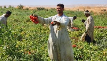 **وزارة الزراعة: استنباط 8 أصناف مصرية جديدة من تقاوي الطماطم بجهود البرنامج القومي**