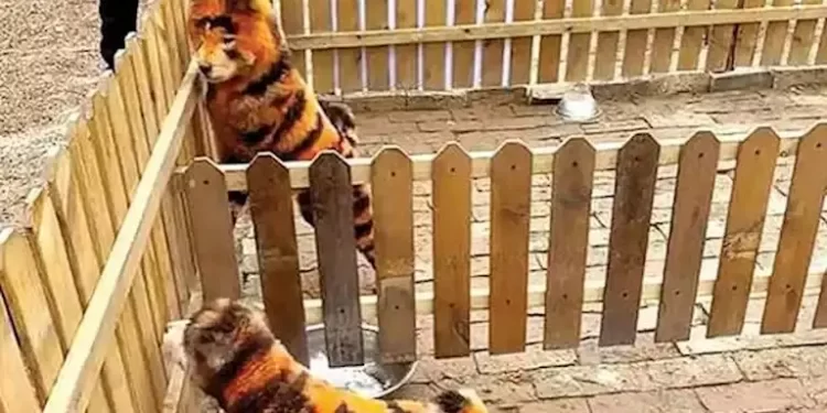 حديقة حيوان صينية تثير الجدل بطلاء كلاب على هيئة نمور!
