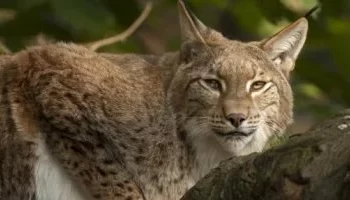 الوشق المصري يهاجم جنودًا إسرائيليين على الحدود ويتسبب في إصابات