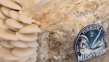 رواد الفضاء يزرعون الفطر لأول مرة في الفضاء خلال مهمة “FRAM2”