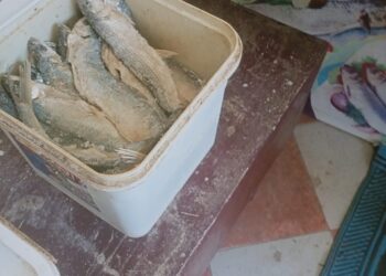 تموين وبيطري الأقصر يضبطان ربع طن فسيخ وأسماك غير صالحة للاستهلاك قبل شم النسيم