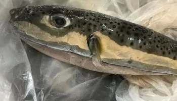 تسمم 4 صيادين في كفر الشيخ بعد تناول سمكة الأرنب السامة.. وحالة حرجة في العناية المركزة