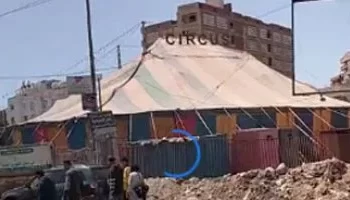 إيقاف سيرك طنطا بعد هجوم أسد مفترس على أحد العمال