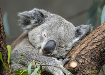 هجوم عالمي على أستراليا بعد إعدامها 700 كوالا مهددة بالانقراض
