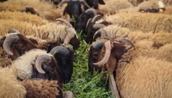 التموين تستعد لعيد الأضحى: شوادر للخراف الحية وتخفيضات حتى 30% على السلع الأساسية