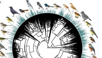 دراسة جديدة: أجنحة الطيور في المناخات الدافئة أطول لتبديد الحرارة وليس فقط للطيران