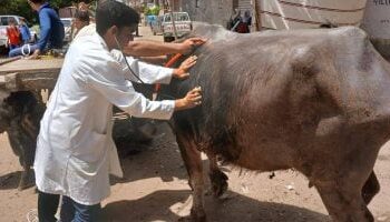 وزارة الزراعة: قوافل بيطرية وتحصينات وقائية لحماية الثروة الحيوانية وتعزيز الصحة العامة