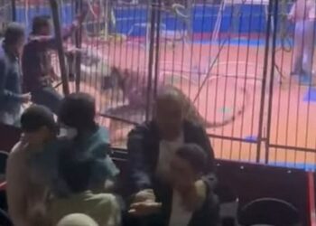 31 مايو .. أول جلسات محاكمة أنوسه كوته في واقعة سيرك طنطا