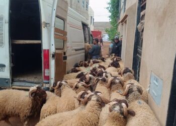 المغرب يقرر منع ذبح الأضاحي في عيد الأضحى بسبب أزمة الجفاف