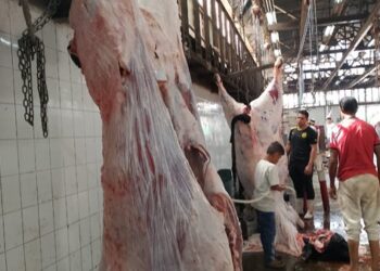الزراعة: أكثر من 28 ألف أضحية بالمجان في المجازر الحكومية خلال أول 3 أيام من عيد الأضحى