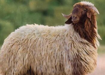 قبل ساعات من عيد الأضحى.. نصائح مهمة لاختيار خروف الأضحية