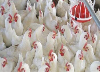 الزراعة: لا عجز في خامات الأعلاف.. واستقرار ملحوظ بأسواق اللحوم والدواجن