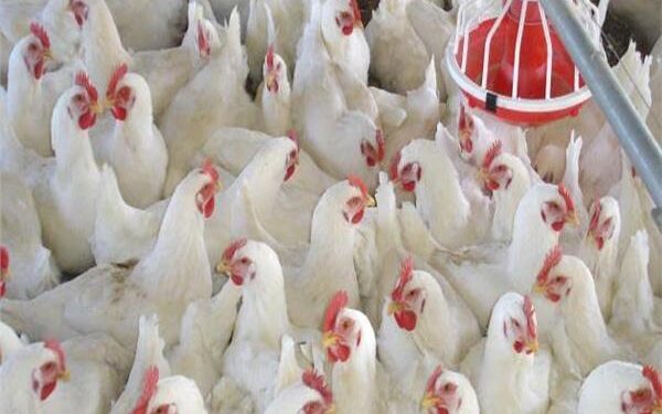 الزراعة: لا عجز في خامات الأعلاف.. واستقرار ملحوظ بأسواق اللحوم والدواجن