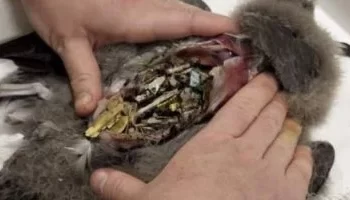 كارثة بيئية