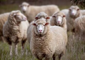 هل هناك زكاة خاصة بعيد الأضحى؟ دار الإفتاء توضح الفارق بين الزكاة والأضحية