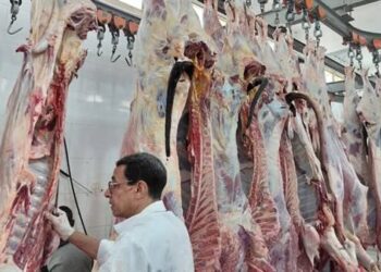 الزراعة: ذبح أكثر من 20 ألف أضحية بالمجان في المجازر الحكومية خلال أول يومين من عيد الأضحى