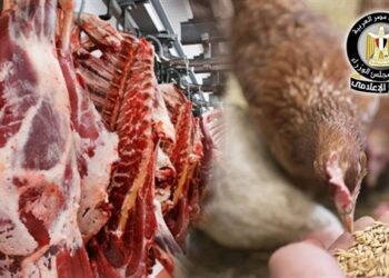 المركز الإعلامي لمجلس الوزراء: خامات الأعلاف المستوردة والمحلية متوفرة.. وأسواق الدواجن واللحوم مستقرة