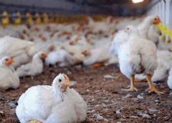 أسعار الفراخ البيضاء مساء اليوم الثلاثاء 17 يونيو 2025