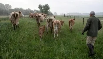 قلق في جنوب لبنان بعد دخول عشرات الأبقار من الجانب الإسرائيلي