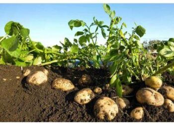 وزير الزراعة: صدرنا مليون طن بطاطس هذا العام