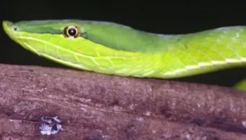 ذعر على متن طائرة أسترالية بعد اكتشاف ثعبان في عنبر الشحن يؤجل الرحلة ساعتين