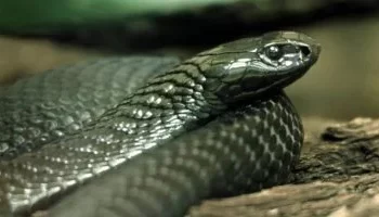 طفل هندي يقتل أفعى كوبرا بأسنانه بعد أن هاجمته داخل منزله