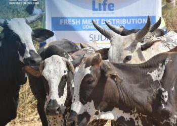 لايف للإغاثة والتنمية: رجال العمل الإغاثي في مصر والسودان يواجهون التحديات لدعم النازحين