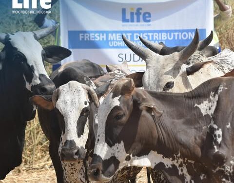 لايف للإغاثة والتنمية: رجال العمل الإغاثي في مصر والسودان يواجهون التحديات لدعم النازحين