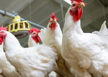 استقرار أسعار الفراخ والبط في الأسواق المحلية مساء اليوم السبت 19 يوليو 2025