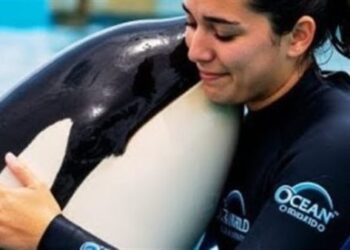 حقيقة هجوم حوت الأوركا على جيسيكا رادكليف