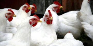 أسعار الدواجن اليوم الجمعة 22-8-2025 في الأسواق