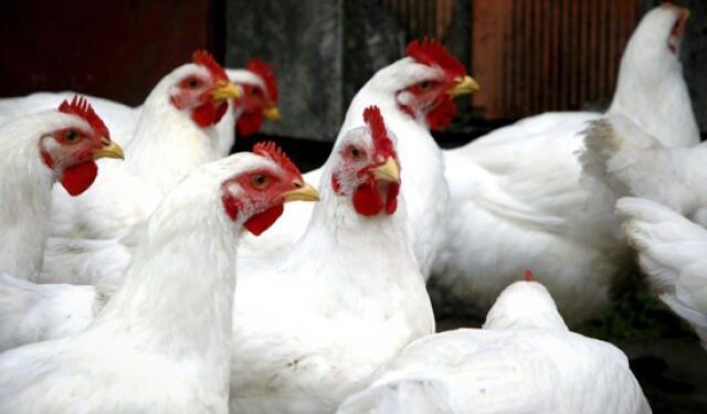 أسعار الدواجن اليوم الجمعة 22-8-2025 في الأسواق