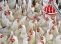 تباين في أسعار الدواجن اليوم.. الفراخ البيضاء تبدأ من 60 جنيهًا والأرانب تصل إلى 180