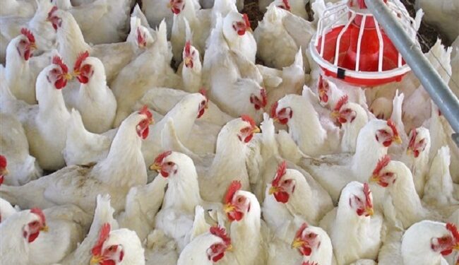 تباين في أسعار الدواجن اليوم.. الفراخ البيضاء تبدأ من 60 جنيهًا والأرانب تصل إلى 180