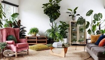 نباتات منزلية تخلصك من رائحة العفن في الصيف وتمتص الرطوبة بشكل طبيعي