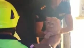 رجال الحماية المدنية ينقذون قطة من أعلى تكييف فى عقار بمصر الجديدة