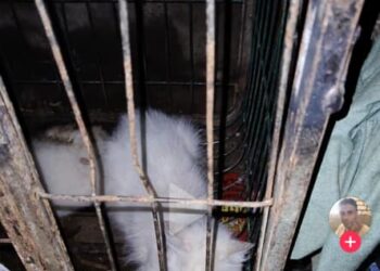 صورة متداولة لتعذيب قطة