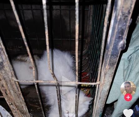 صورة متداولة لتعذيب قطة