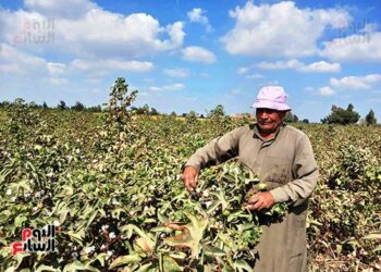 الشرقية تحتفل بانطلاق موسم حصاد الذهب الأبيض.. وزراعة 36.8 ألف فدان قطن