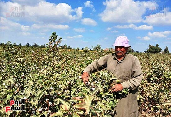 الشرقية تحتفل بانطلاق موسم حصاد الذهب الأبيض.. وزراعة 36.8 ألف فدان قطن