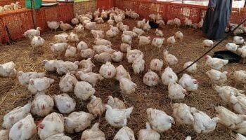 استقرار أسعار الدواجن في الأسواق المحلية