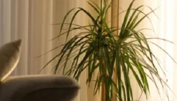 مع بداية العام الدراسي.. نباتات منزلية تساعد الأمهات على تخفيف التوتر وبث الطاقة الإيجابية