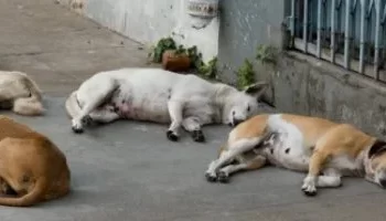 اعتداء على صحفية في 6 أكتوبر بسبب إطعام كلب ضال أدى لنفوقه.. وتنازل عن البلاغ بعد التصالح