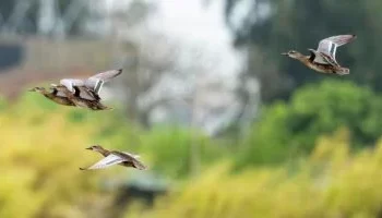 وصول أسراب الطيور المهاجرة النادرة إلى جنوب شرق الصين لقضاء فصل الشتاء